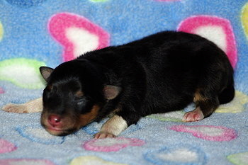 Onyx vom Affinger Bach, 1 Tag alt 