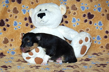 Onyx vom Affinger Bach, 1 Woche alt 