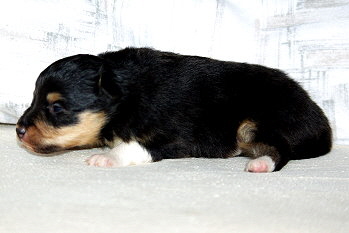 Onyx vom Affinger Bach, 2 Wochen alt 