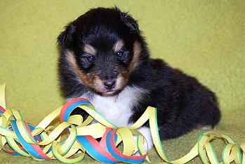 Onyx vom Affinger Bach, 3 Wochen alt 