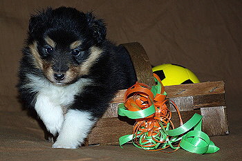 Onyx vom Affinger Bach, 4 Wochen alt 