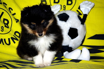 Onyx vom Affinger Bach, 5 Wochen alt 