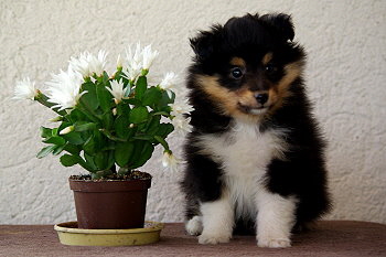 Onyx vom Affinger Bach, 6 Wochen alt 