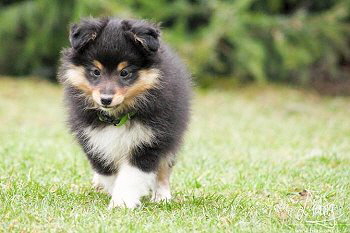 Onyx vom Affinger Bach, 8 Wochen alt 