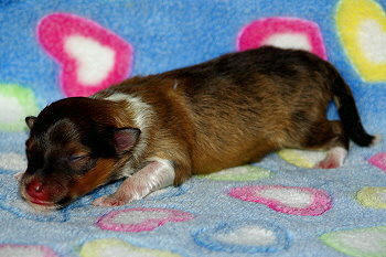 Oberon vom Affinger Bach, 1 Tag alt 