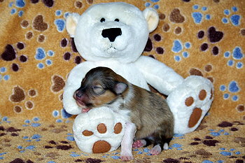 Oberon vom Affinger Bach, 1 Woche alt 