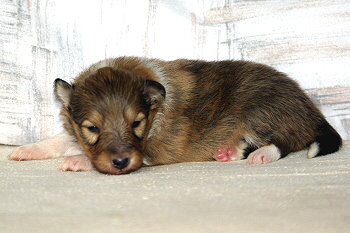 Oberon vom Affinger Bach, 2 Wochen alt 