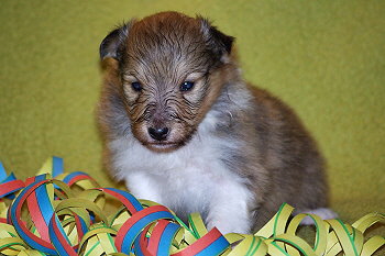 Oberon vom Affinger Bach, 3 Wochen alt 