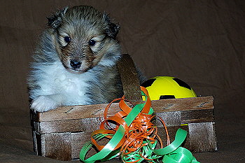 Oberon vom Affinger Bach, 4 Wochen alt 