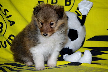 Oberon vom Affinger Bach, 5 Wochen alt 