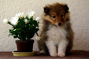 Oberon vom Affinger Bach, 6 Wochen alt 