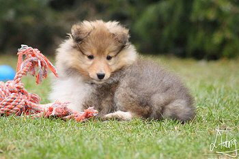 Oberon vom Affinger Bach, 8 Wochen alt 