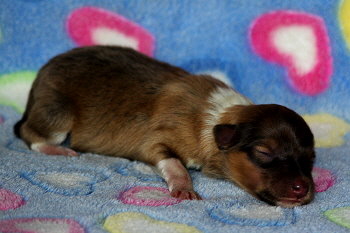 Orion vom Affinger Bach, 1 Tag alt 