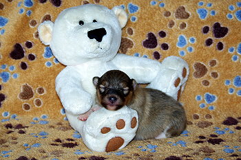 Orion vom Affinger Bach, 1 Woche alt 