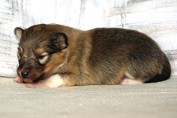 Orion vom Affinger Bach, 2 Wochen alt