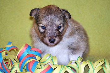 Orion vom Affinger Bach, 3 Wochen alt 