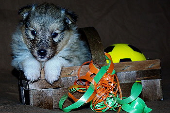 Oberon vom Affinger Bach, 4 Wochen alt 