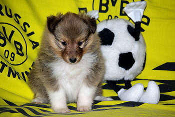 Oberon vom Affinger Bach, 5 Wochen alt 