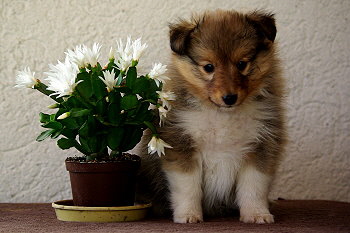 Orion vom Affinger Bach, 6 Wochen alt 