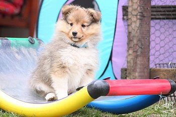 Orion vom Affinger Bach, 8 Wochen alt 