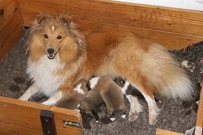 O3-Wurf vom Affinger Bach mit der stolzen Mama Pippa