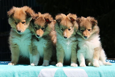 O3-Wurf vom Affinger Bach, 8 Wochen alt 