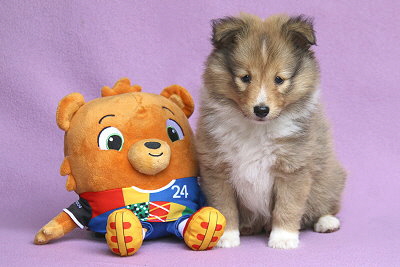 Oslo vom Affinger Bach, 6 Wochen alt