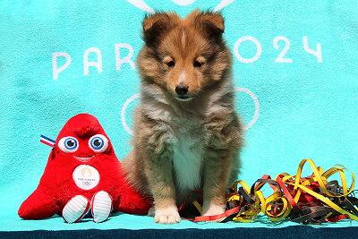 Oslo vom Affinger Bach, 8 Wochen alt