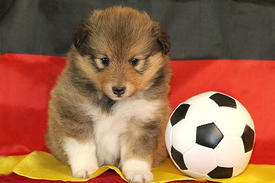 Osaka vom Affinger Bach, 4 Wochen alt