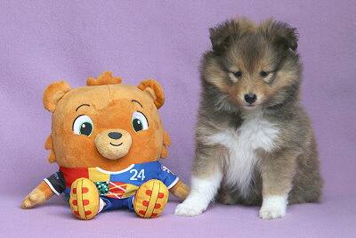 Osaka vom Affinger Bach, 6v Wochen alt