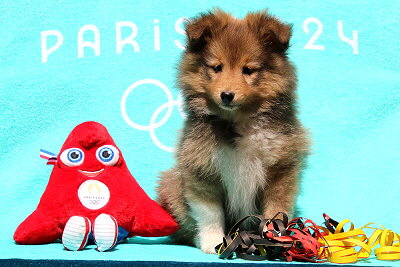 Osaka vom Affinger Bach, 8 Wochen alt