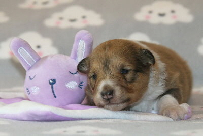 Omaha vom Affinger Bach, 2 Wochen alt