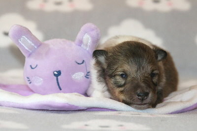 Ottawa vom Affinger Bach, 2 Wochen alt