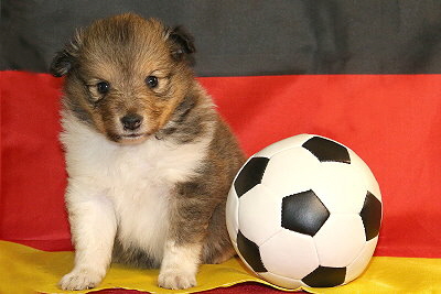 Ottawa vom Affinger Bach, 4 Wochen alt