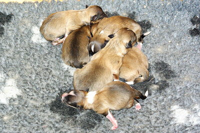 P2-Wurf vom Affinger Bach, 1 Tag alt 