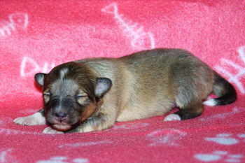 Primadonna vom Affinger Bach, 1 Woche alt 