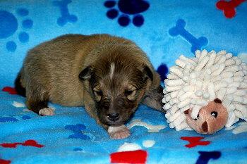 Primadonna vom Affinger Bach, 2 Wochen alt 