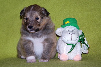 Primadonna vom Affinger Bach, 3 Wochen alt 