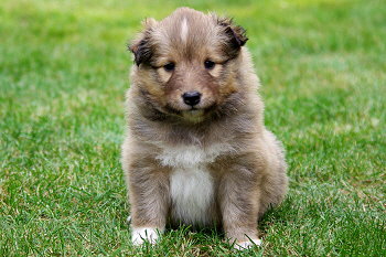 Primadonna vom Affinger Bach, 4 Wochen alt