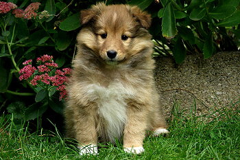 Primadonna vom Affinger Bach, 6 Wochen alt 