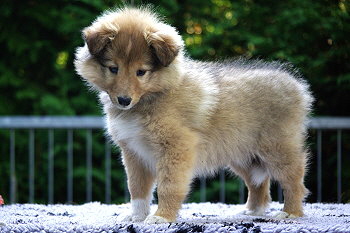 Primadonna vom Affinger Bach, 7 Wochen alt 