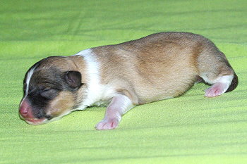 Penny vom Affinger Bach, 1 Tag alt 