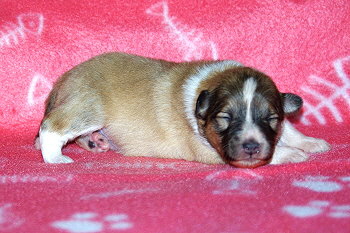 Penny vom Affinger Bach, 1 Woche alt 