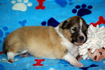 Penny vom Affinger Bach, 2 Wochen alt