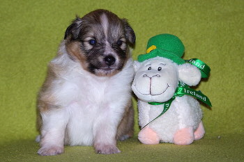 Penny vom Affinger Bach, 3 Wochen alt 