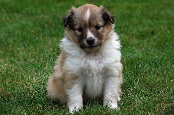 Penny vom Affinger Bach, 4 Wochen alt