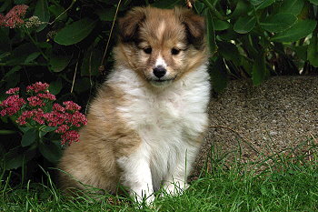 Penny vom Affinger Bach, 6 Wochen alt 