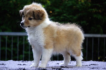 Penny vom Affinger Bach, 7 Wochen alt