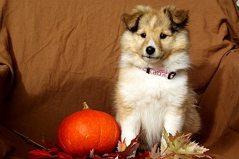 Penny vom Affinger Bach, 8 Wochen alt 