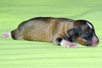 Pixie vom Affinger Bach, 1 Tag alt 